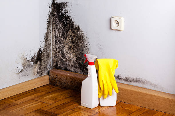 Best DIY Mold Remediation Support Services in Bemiss, GA