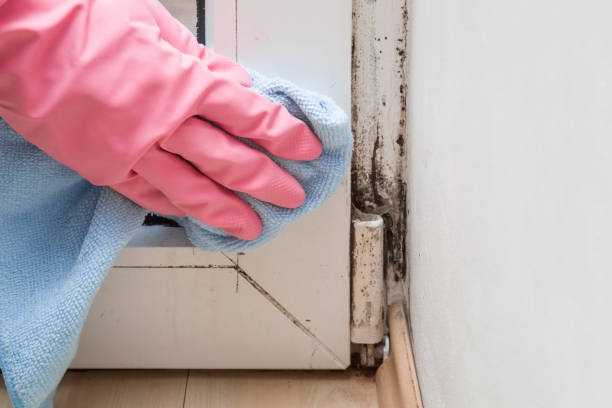 Best HVAC Mold Remediation in Bemiss, GA